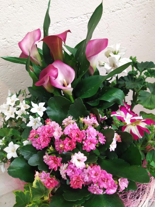 Panier de plante Rose – Image 2